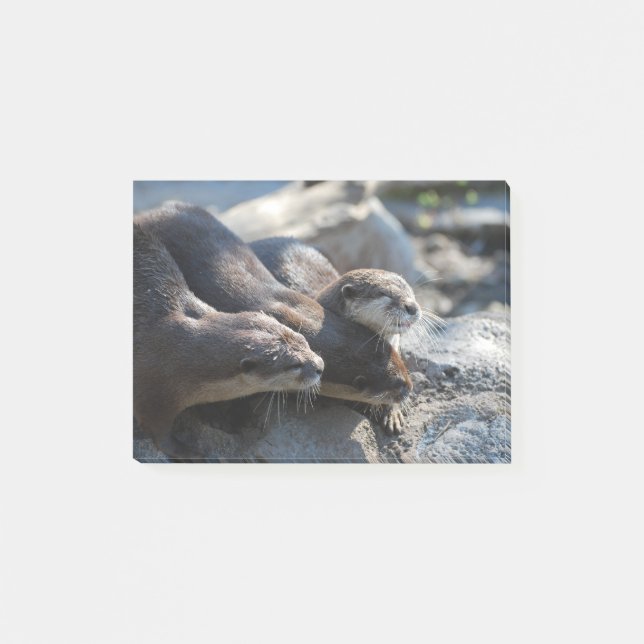 Bloco De Notas Lontras de afago (Frente)