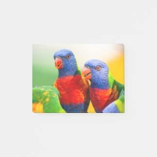 Bloco De Notas Lorikeets do arco-íris