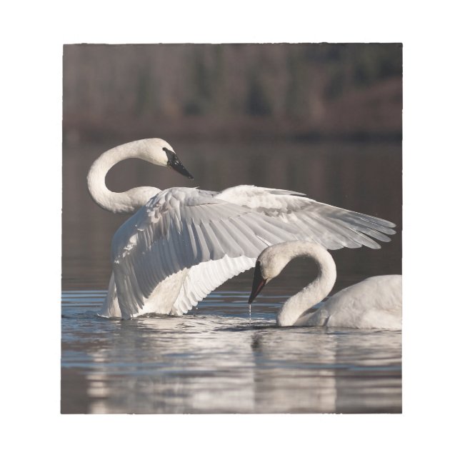 Bloco De Notas Loving Swans (Frente)