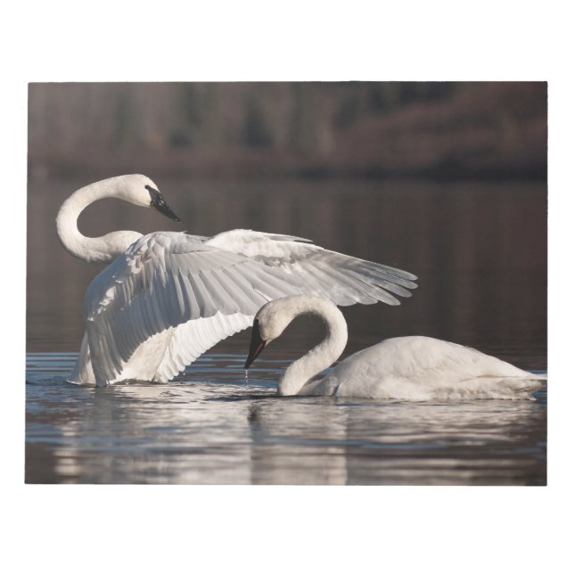 Bloco De Notas Loving Swans (Frente)