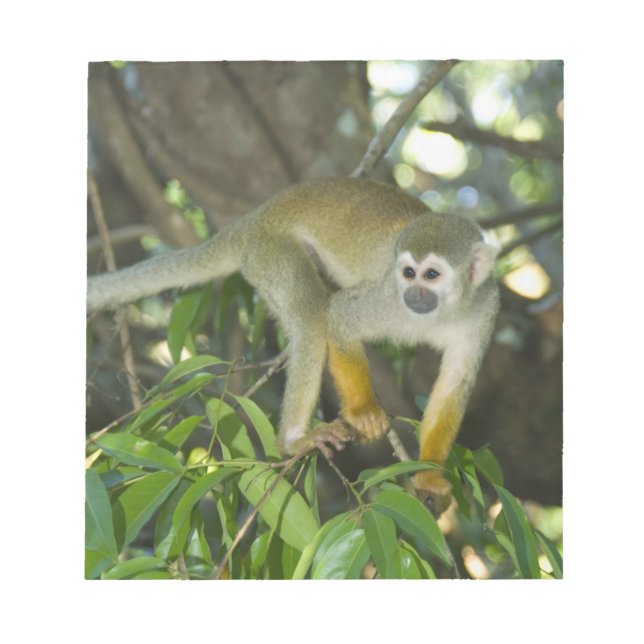Bloco De Notas Macaco-de-cheiro-comum, (Saimiri sciureus), Rio (Frente)