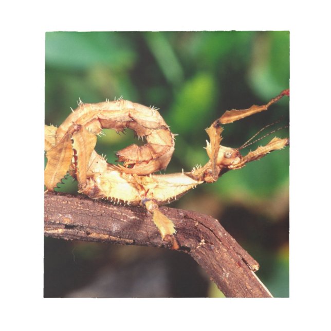 Bloco De Notas Macleay's Specter (Spiney Stick Insett), (Frente)