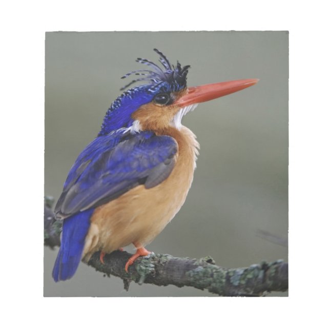 Bloco De Notas Malachite Kingfisher, Alcedo cristata, lago (Frente)