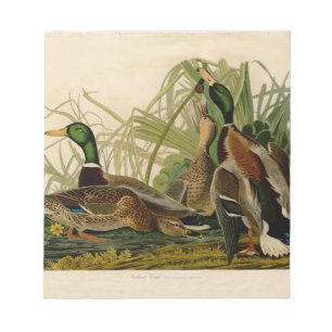 Bloco De Notas Mallard Duck - Pincel de Ave Audubon