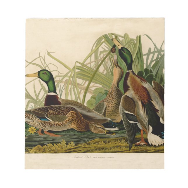 Bloco De Notas Mallard Duck - Pincel de Ave Audubon (Frente)