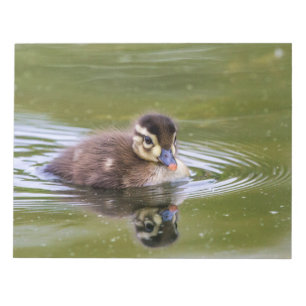 Bloco De Notas Mallard Duckling