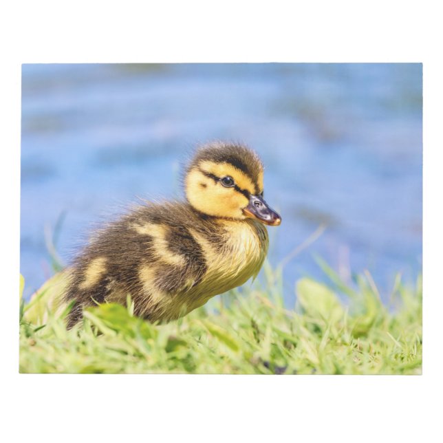 Bloco De Notas Mallard Duckling (Frente)