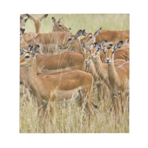 Bloco De Notas Manada de impalas fêmeas, Masai Mara, Quênia.