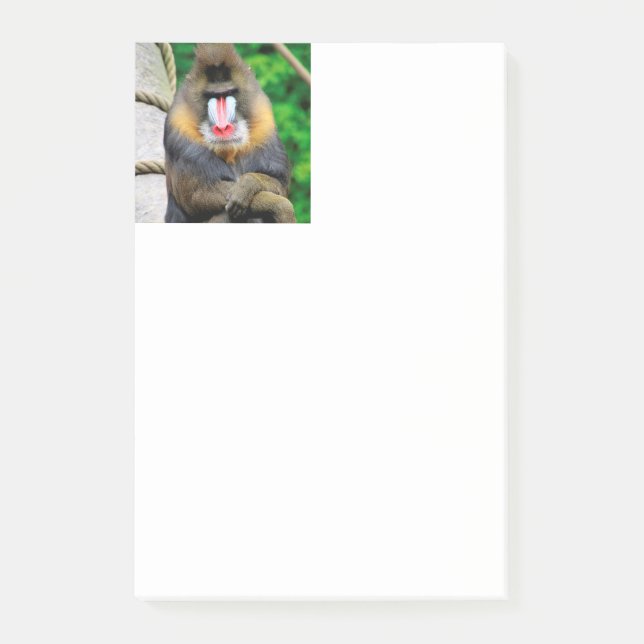 Bloco De Notas Mandrill 001 (Frente)