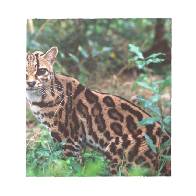 Bloco De Notas Margay, Leopardus wiedi, Nativo do México até (Frente)