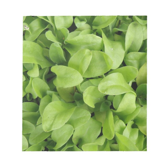 Bloco De Notas Marigold Seedlings Notepad (Frente)