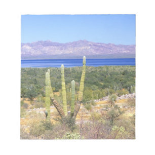 Bloco De Notas México, Baja California Sur, Cardon Cactus em