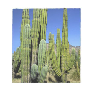 Bloco De Notas México, Sonora, San Carlos. Saguaro & Organ Pipe