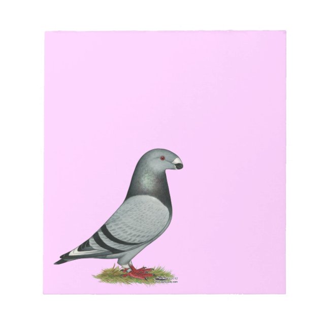 Bloco De Notas Mostrar erro de racer (Frente)