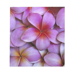 Bloco De Notas N.A., EUA, Maui, Havaí. Flores de Plumeria rosa.