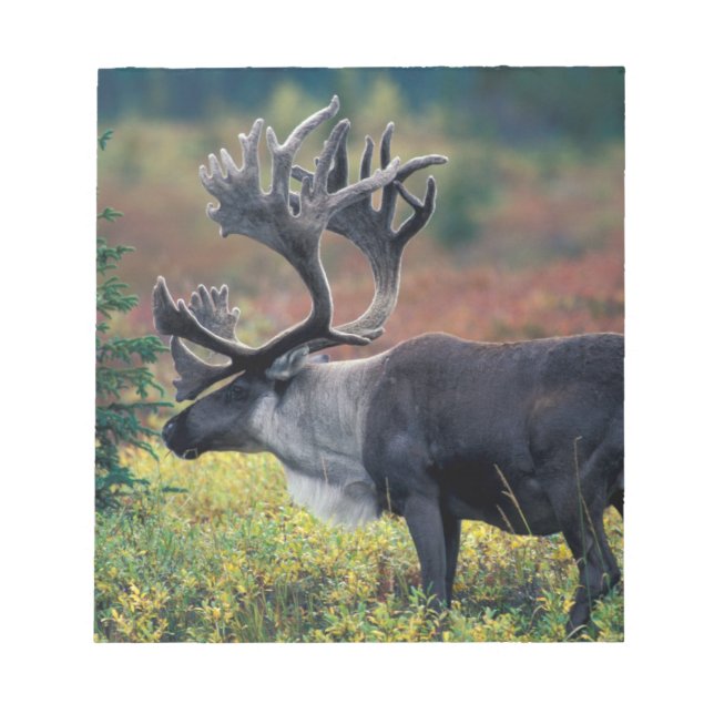 Bloco De Notas NA, EUA, Alaska, Denali NP, Bull caribou 3 (Frente)