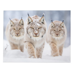 Bloco De Notas Natureza de vandalismo da família animal Lynx