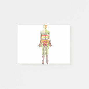 Bloco De Notas Neurologia dos Dermatomas Sensoriais