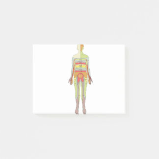 Bloco De Notas Neurologia dos Dermatomas Sensoriais