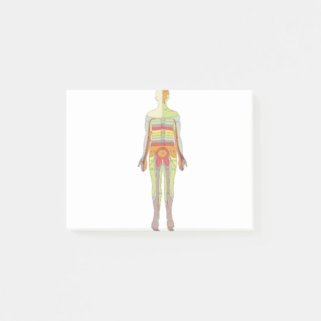 Bloco De Notas Neurologia dos Dermatomas Sensoriais (Frente)