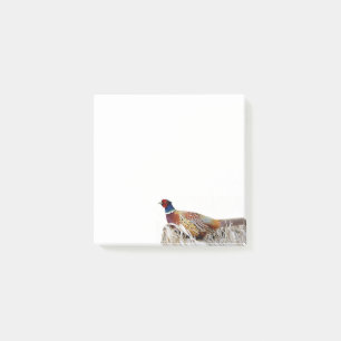 Bloco De Notas Notas de Faisão-de-pescoço-anilado 3x3