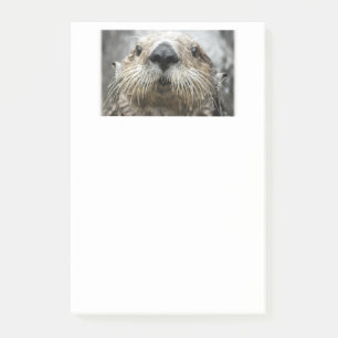 Bloco De Notas Notas de Posto de Foto do Sea Otter Face