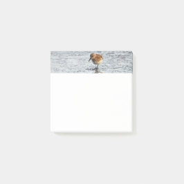 Bloco De Notas Notas do Sandpiper Bird Photo Stationery 3x3