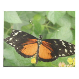 Bloco De Notas Notepad Borboleta Tiger Longwing