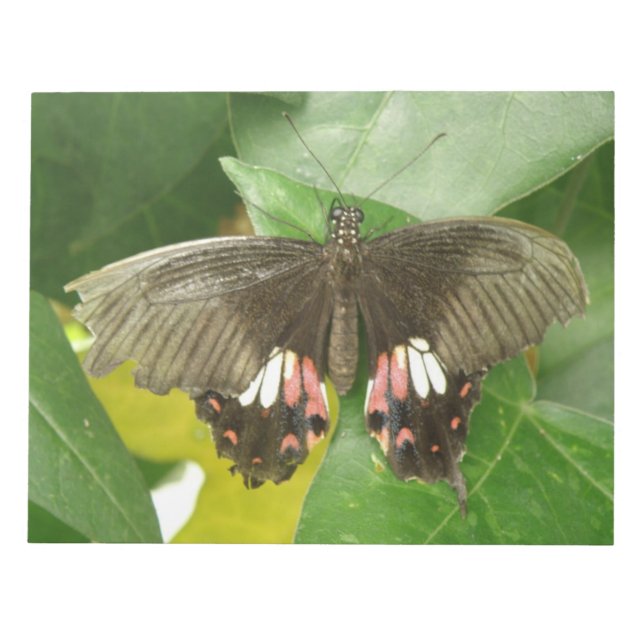 Bloco De Notas Notepad da borboleta do Swallowtail de Escarlet (Frente)