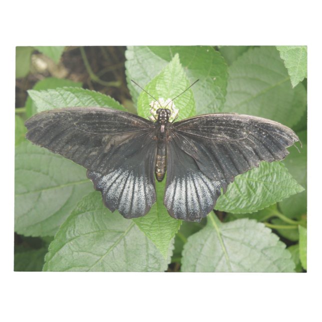 Bloco De Notas Notepad de Borboleta Tropical bonito e Flores (Frente)