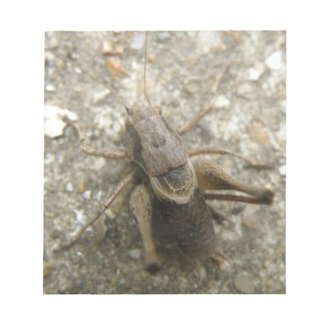 Bloco De Notas Notepad de Cricket de Campo Castanho (Frente)