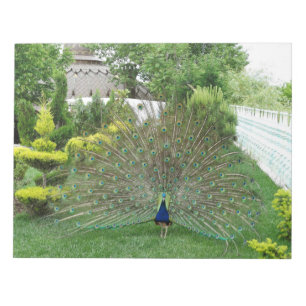 Bloco De Notas Notepad de Fotografia Peacock
