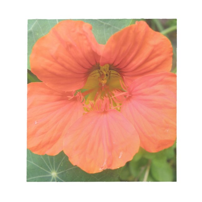 Bloco De Notas Notepad do ventilador do Nasturtium laranja (Frente)