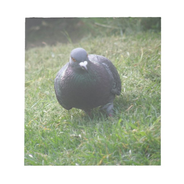 Bloco De Notas Notepad Pigeon (Frente)