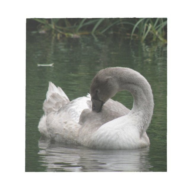 Bloco De Notas Notepad Swan Sonolento (Frente)