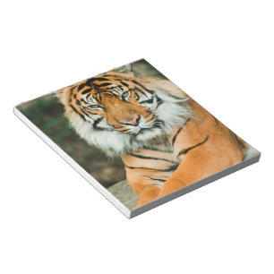 Bloco De Notas Notepad Tiger Laranja
