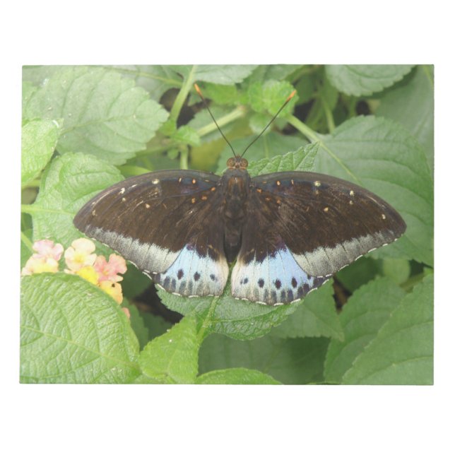 Bloco De Notas Notepad Tropical bonito (Frente)