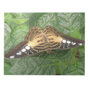 Bloco De Notas Notepad Tropical Clipper Butterfly bonito
