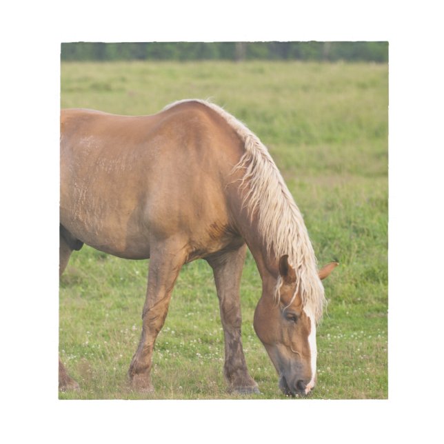 Bloco De Notas Novo Brunswick, Canadá. Cavalo no campo. (Frente)