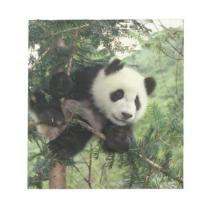 Bloco De Notas O filhote de Panda gigante treina numa árvore, Wol