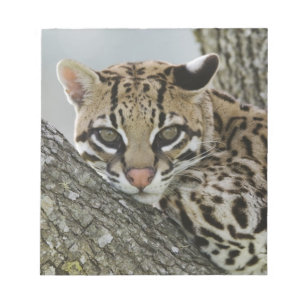Bloco De Notas Ocelot, Felis pardalis, cativo, fêmea descansando