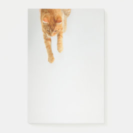 Bloco De Notas Orange Tabby Cat Post-it® Notas 4 x 6