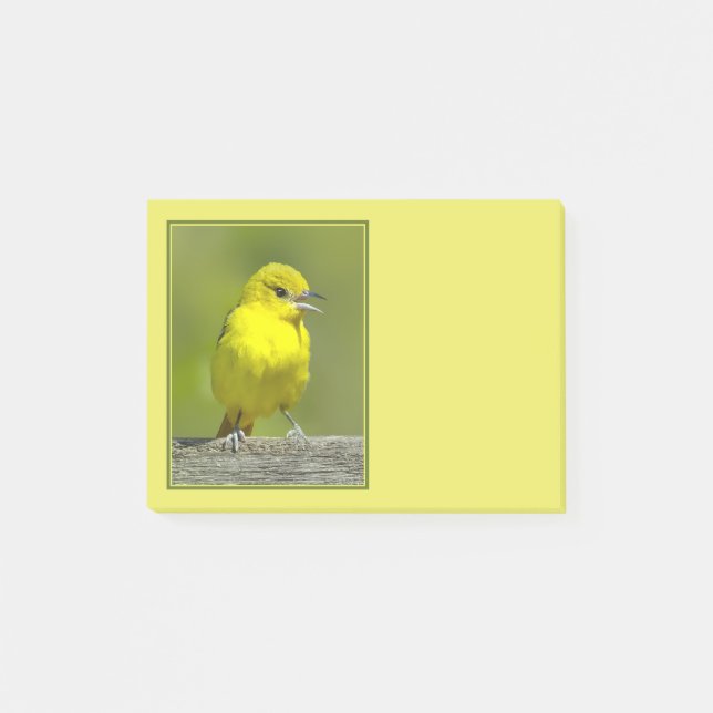 Bloco De Notas Orchard Oriole - Fotografia Original (Frente)