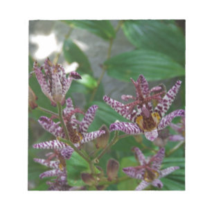 Bloco De Notas Orquídea branca-rosa-púrpura, listrada, como uma f