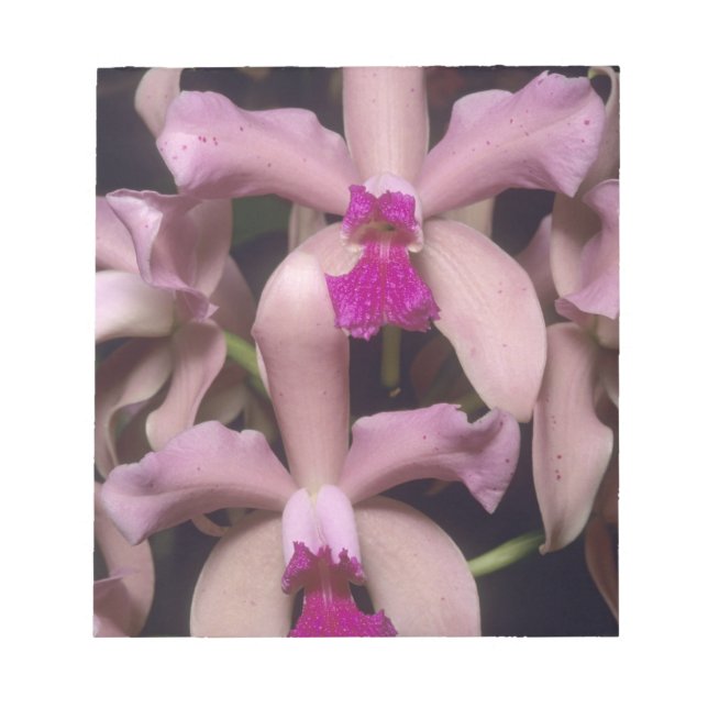 Bloco De Notas Orquídea (Cattleya amethystoglossa), Leste (Frente)