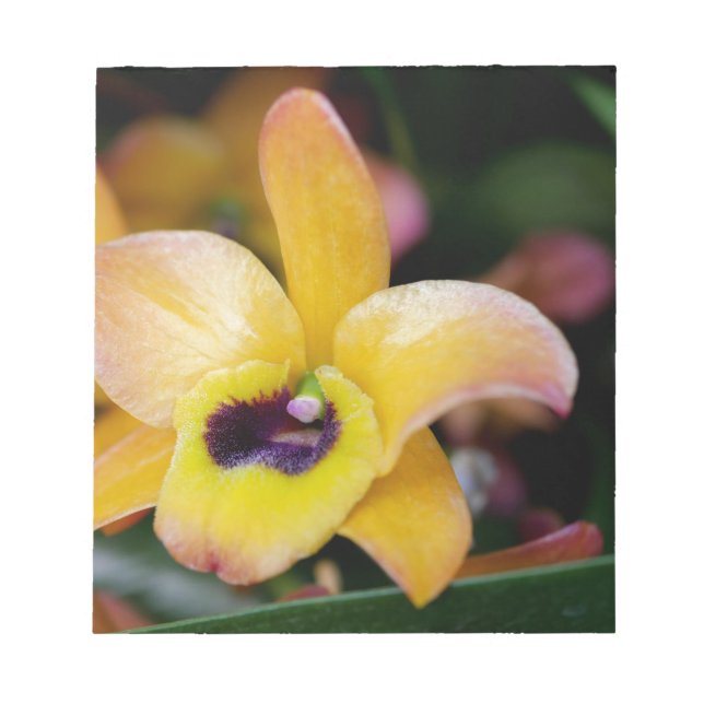 Bloco De Notas Orquídea Sunset (Frente)