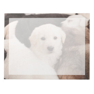 Bloco De Notas Os Bebês Animais Mais Fofos   Uma Pilha Fofa de Fi