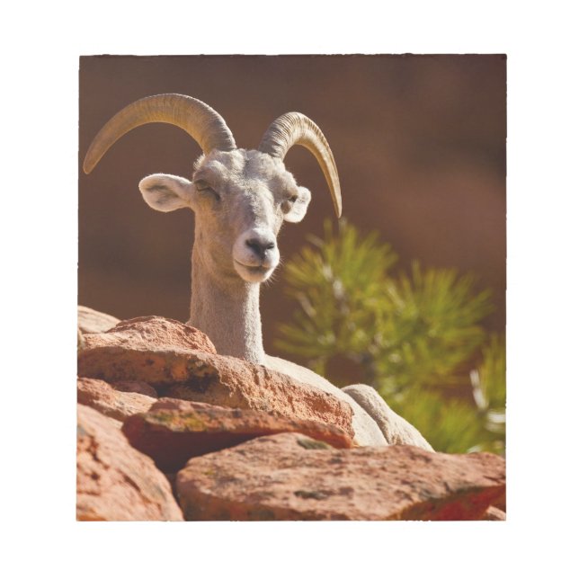 Bloco De Notas Ovinos do Desert Bighorn (Ovis canadensis nelsoni) (Frente)