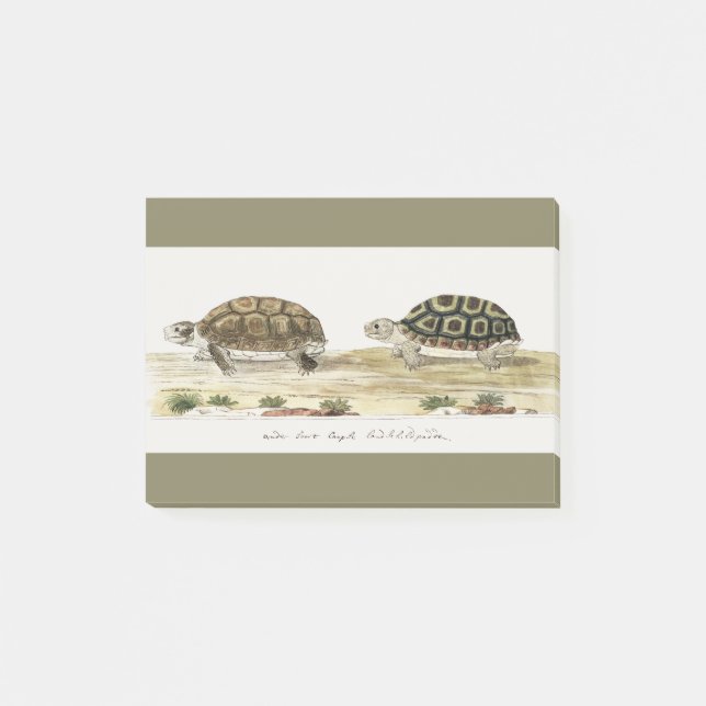 Bloco De Notas Padloper Tortoise (Frente)
