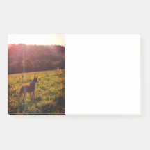 Paisagem do Sol com Cão